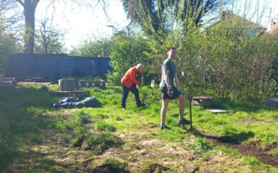 Sage-ing in our Allotment